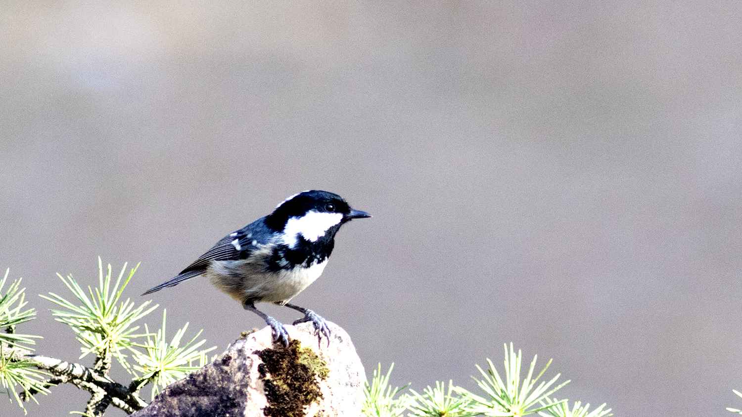 Coal Tit